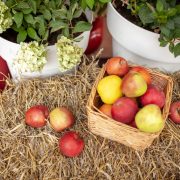 Totul despre măr: beneficii și sfaturi de cultivare