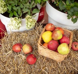 Totul despre măr: beneficii și sfaturi de cultivare