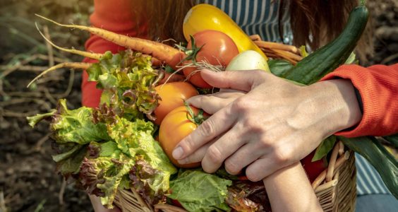 Ghid complet pentru cultivarea legumelor în grădină